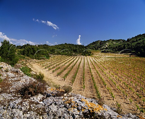 Vineyard of Domaine de Trvallon on the   northfacing slopes of the Chaine des Alpilles near Les Baux BouchesduRhne France   Les BauxdeProvence