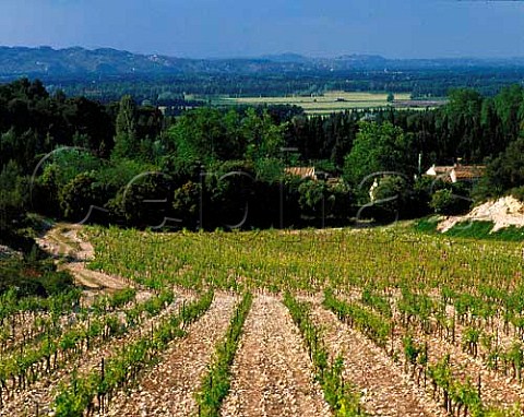 Vineyards of Domaine de Trvallon on the   northfacing slopes of the Chaine des Alpilles near   Les Baux BouchesduRhne France   Les BauxdeProvence