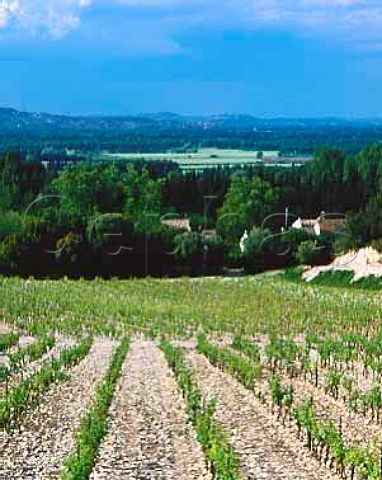 Vineyard of Domaine de Trvallon on the northfacing slopes of the Chaine des Alpilles near Les Baux BouchesduRhne France Les BauxdeProvence  