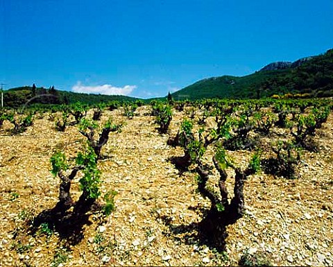 Old vines on the slopes of the Dentelles de   Montmirail above Gigondas Vaucluse France   Gigondas