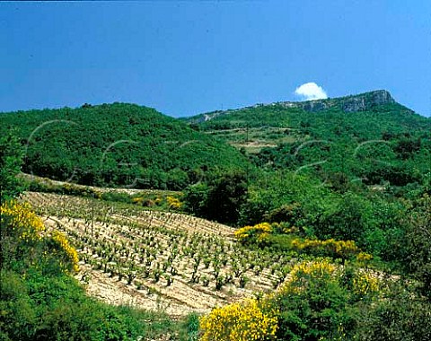 Vineyards on the slopes of the Dentelles de   Montmirail Gigondas Vaucluse France    AC Gigondas