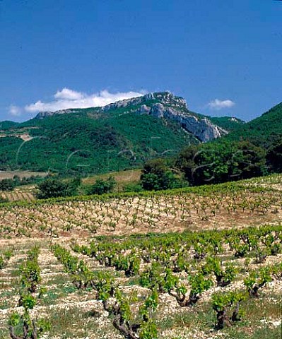 Vineyards on the slopes of the Dentelles de   Montmirail above Gigondas Vaucluse France    AC Gigondas