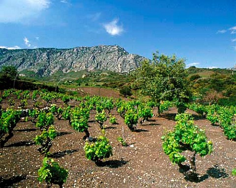 Vineyards near the village of Maury   PyrnesOrientales France   Maury VDN  Ctes du RoussillonVillages