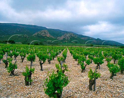 Individually staked vines near Tuchan Aude   France    AC Fitou