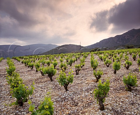 Old bush vines in vineyard near Tuchan Aude  France AC Fitou