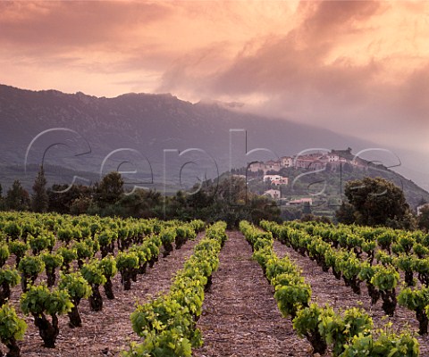 Evening light over village and vineyards of   Cucugnan Aude France Corbires
