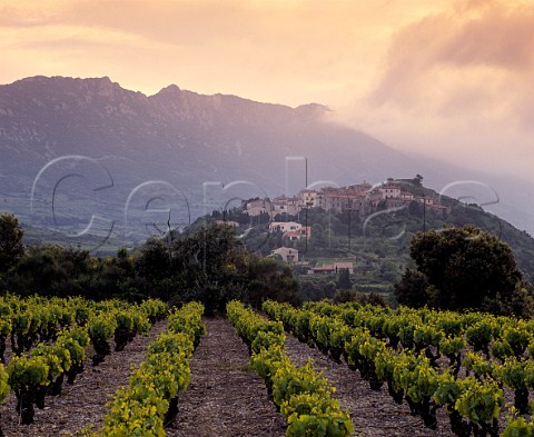 Evening light over village and vineyards of   Cucugnan Aude France AC Corbieres