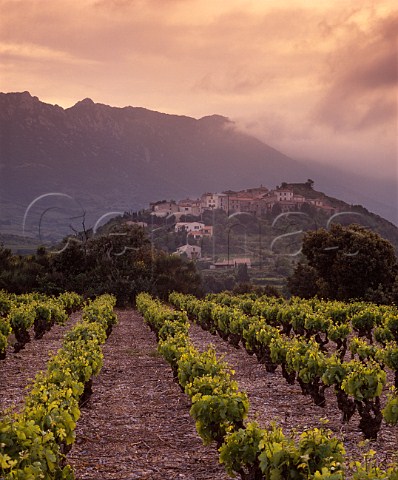 Evening light over village and vineyards of   Cucugnan Aude France    Corbires