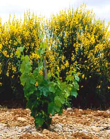 Grenache vine and broom in spring AC Corbieres