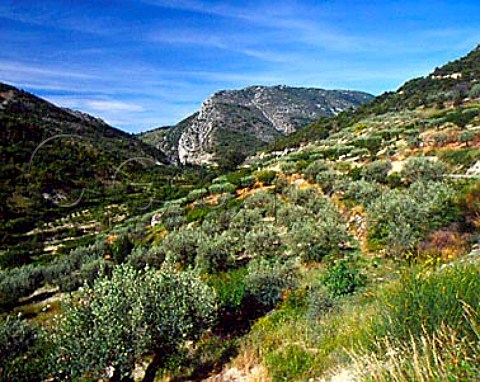 Olive grove in the Ouvze Valley near   BuislesBaronnies  Drme France  RhneAlpes