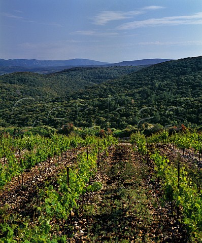 Vineyard of Mas de Daumas Gassac high in the Gassac Valley Aniane Hrault France