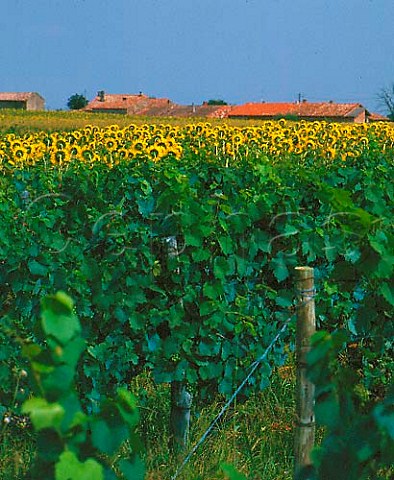 Vineyard and sunflowers at Fronton HauteGaronne   France    Cte du Frontonnais