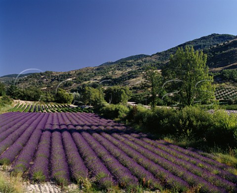 Lavender field and vineyard near Curnier in the  area known as Les Baronnies in the southern Drme France   Coteaux des Baronnies
