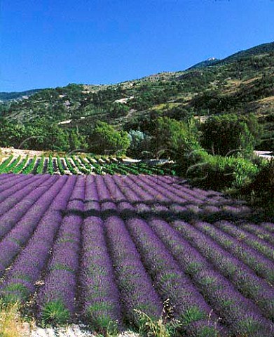 Field of lavender and vineyard near Curnier in the   area known as Les Baronnies in the southern Drme  France     Coteaux des Baronnies
