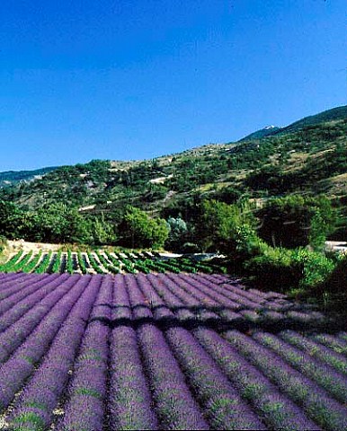 Lavender field and vineyard near Curnier in the area   known as Les Baronnies in the southern Drme   France    Coteaux des Baronnies