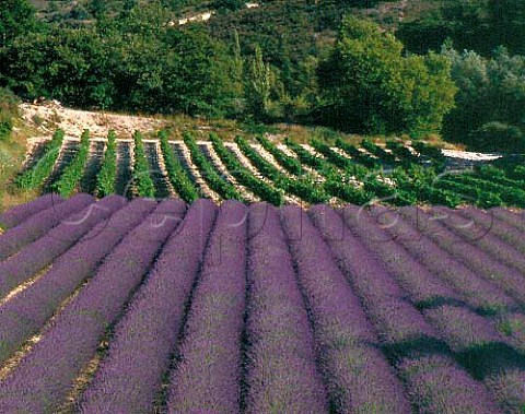 Field of lavender and vineyard near Curnier in the   area known as Les Baronnies in the southern Drme   France     Coteaux des Baronnies