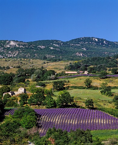 Fields of lavender near Arpavon in the area known as   Les Baronnies in the southern Drme France    Coteaux des Baronnies