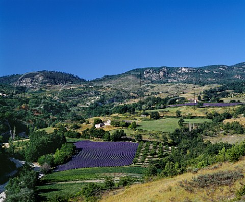 Lavender fields and apricot grove near Arpavon in the area known as Les Baronnies in the southern Drme France   Coteaux des Baronnies