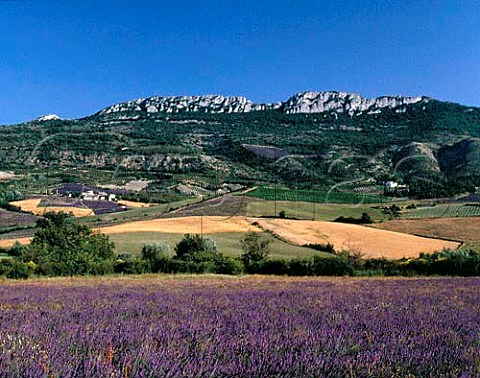 Lavender fields and vineyards near SteJalle in the   area known as Les Baronnies in the southern Drme   France     Coteaux des Baronnies