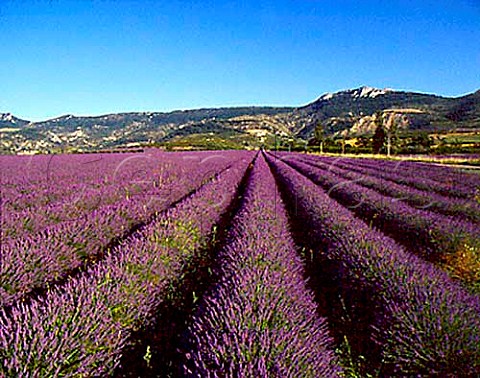Lavender fields near SteJalle in the area known as Les Baronnies in the southern Drme France    Coteaux des Baronnies
