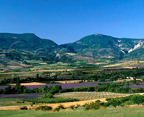 Lavender fields vineyards and apricot groves near   SteJalle in the area known as   Les Baronnies in the southern Drme France    Coteaux des Baronnies