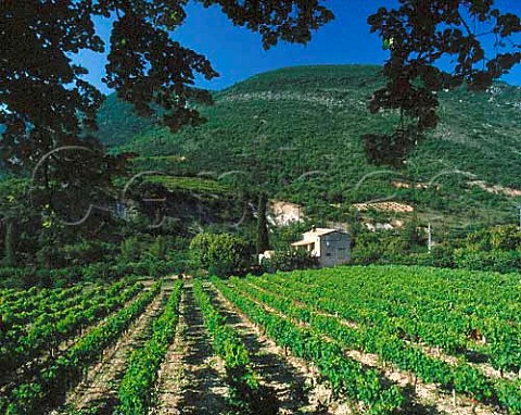 Vineyard in the Ouvze Valley near   BuislesBaronnies in the southern Drme France   Coteaux des Baronnies
