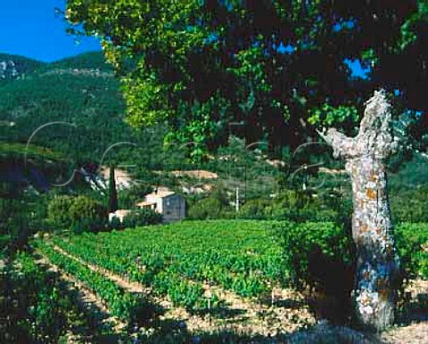Vineyard in the Ouvze Valley east of   BuislesBaronnies in the southern Drme France  Coteaux des Baronnies