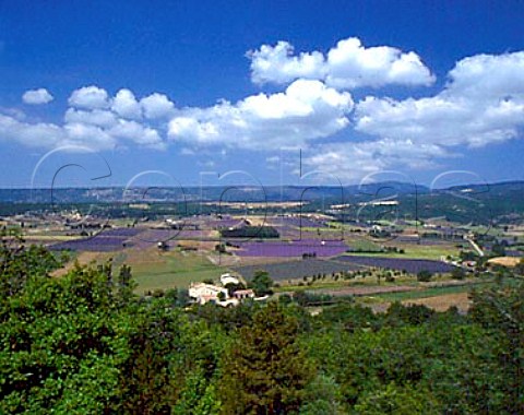 Fields of lavender near Sault Vaucluse France