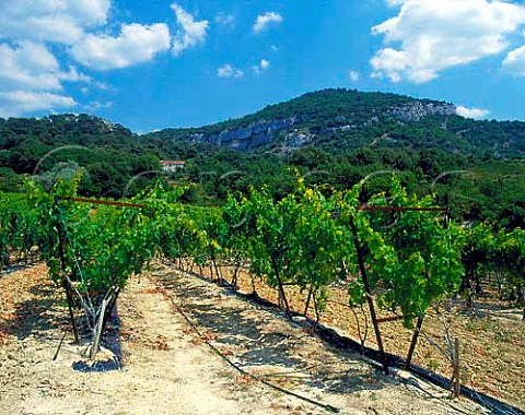 Grenache vines on splitcanopy trellis near   Venasque Vaucluse France   Ctes du Ventoux