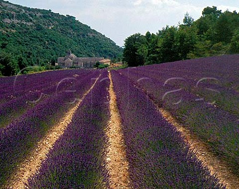 Lavender field in front of the 12thcentury Abbaye  de Senanque Vaucluse France