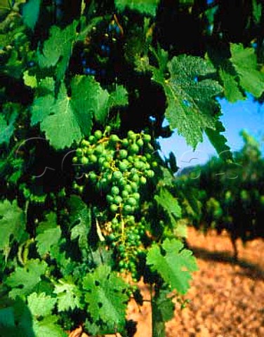 Immature Cabernet Sauvignon grapes at Chateau   Vignelaure near Rians Var France  Coteaux   dAixenProvence