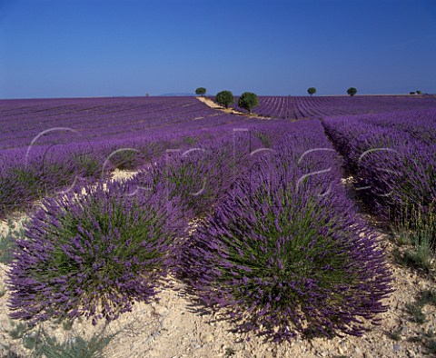 Field of lavender near Valensole   AlpesdeHauteProvence France