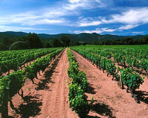 Vineyard with the Massif des Maures beyond   near Vidauban Var France   Ctes de Provence