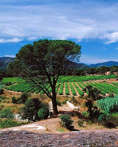 Vineyard and Mediterranean Pine with the Massif de   Maures beyond south of Vidauban Var France     Ctes de Provence