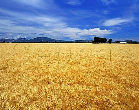 Barley field near Riez AlpesdeHauteProvence  France