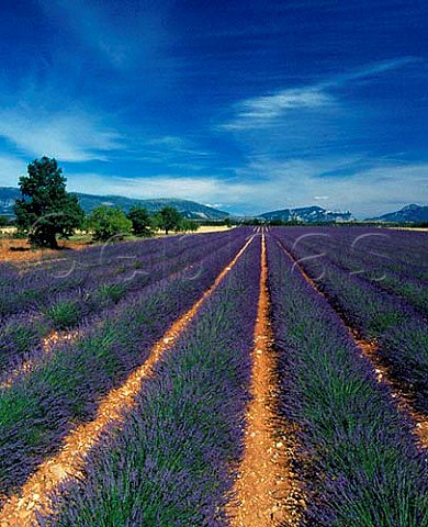 Lavender field near Puimoisson   AlpesdeHauteProvence France