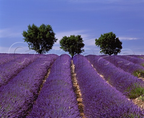 Lavender field and three trees near Puimoisson    AlpesdeHauteProvence France