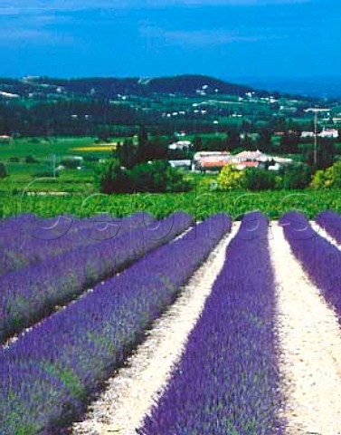 Lavender field with vineyard beyond StPantalonlesVignes Drme France   Ctes du RhneVillages