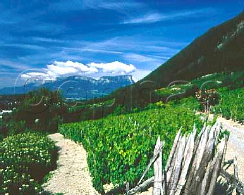 Vineyards of Arbin with Mont Granier in distance   Savoie Vin de SavoieArbin