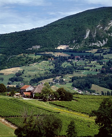 Vineyards above the Rhne Valley at Seyssel   Ain near  HauteSavoie far France   AC Seyssel