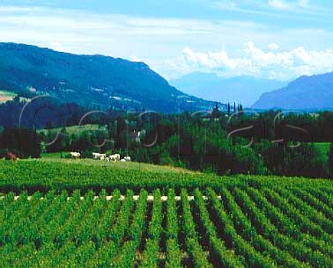 Vineyards above the Rhone valley at Seyssel Ain     AC Seyssel