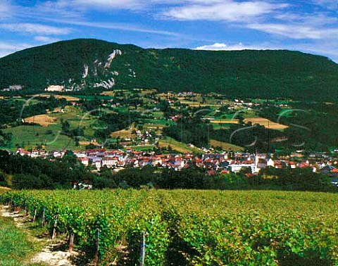 Vineyard above town of Seyssel and the Rhne Valley   Ain near  HauteSavoie far France     AC Seyssel