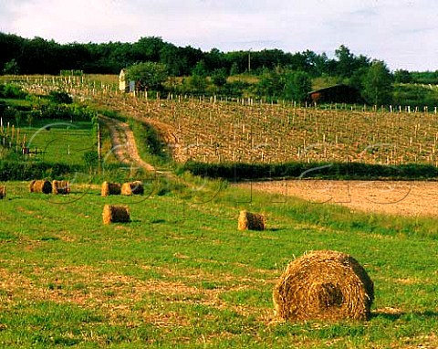 Vineyard and hay bales near village of LHomme   Sarthe France   Jasnires and Coteaux du Loir