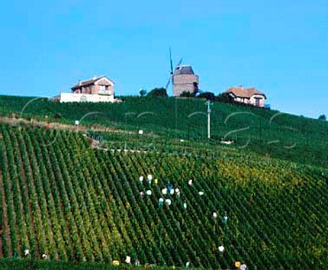 Harvesting in vineyard below the Moulin de Verzenay   on the Montagne de Reims Verzenay Marne France    Champagne