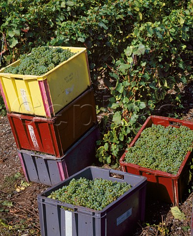 Crates of harvested Chardonnay grapes in vineyard of Champagne Hatte at Verzenay Marne France  Montagne de Reims  Champagne