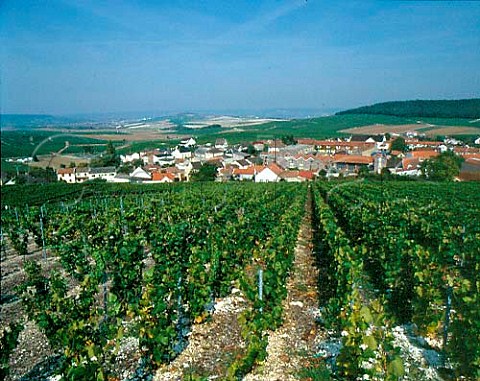 Vineyard above village of Avize on the   Cte des Blancs Marne France  Champagne