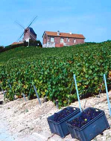 Harvesting Pinot Noir grapes below the Moulin de Verzenay on the Montagne de Reims Marne France  Champagne