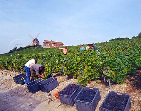 Harvesting Pinot Noir grapes below the Moulin de Verzenay on the Montagne de Reims Marne France 
