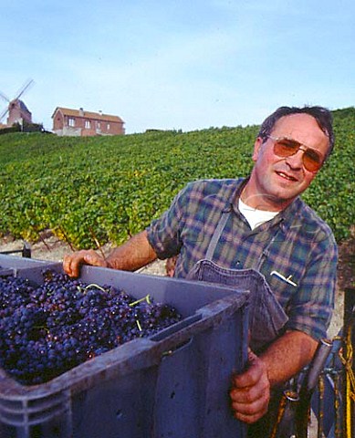 MrMarceau Bazart grows Pinot Noir grapes below the   Moulin de Verzenay on the Montagne de Reims He sells   them to Champagne Lanson