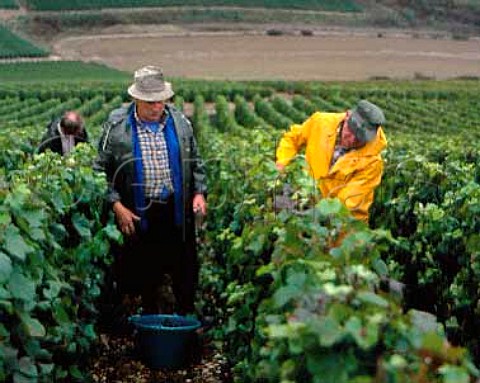 Harvesting Pinot Noir grapes in vineyard at Bergres Aube France Champagne